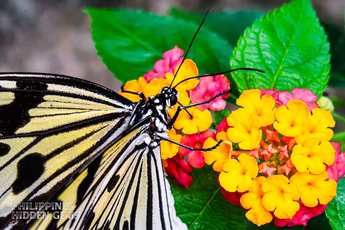 Colorful butterfly on tropical flowers at Siquijor Butterfly Sanctuary