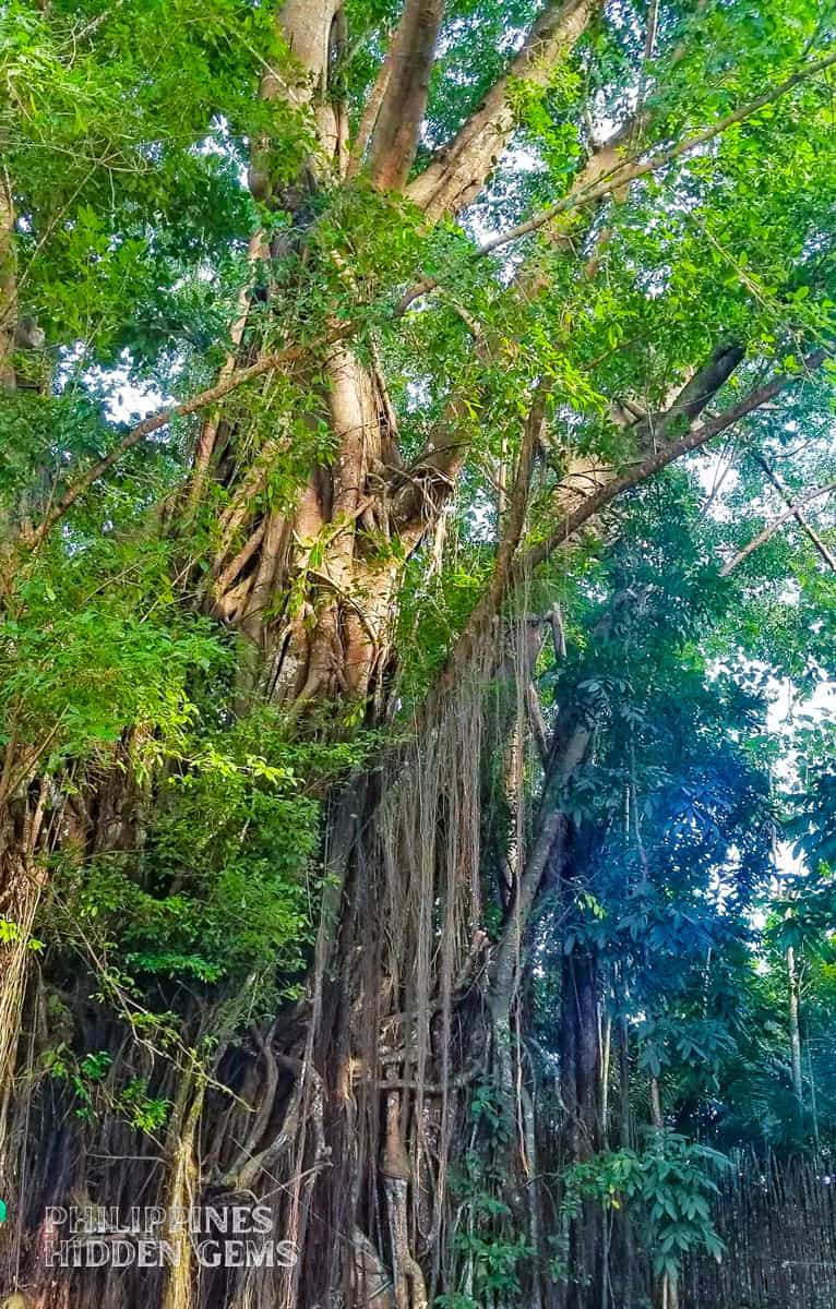 The 400-year-old enchanted Balete Tree in Siquijor