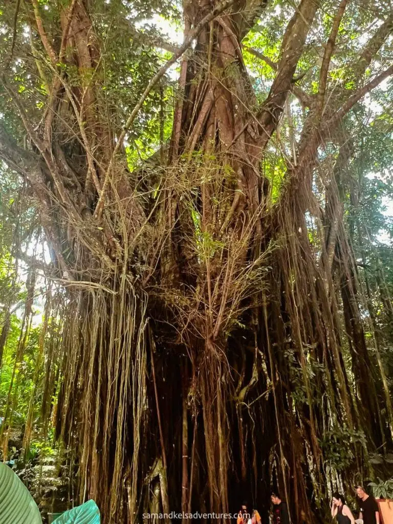 Misty forest in Siquijor at dusk
